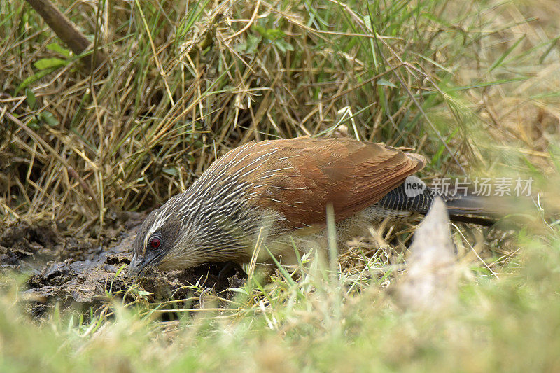 White-browed Coucal